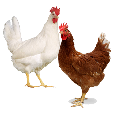 chicks6.png