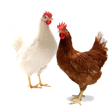 chicks7.png